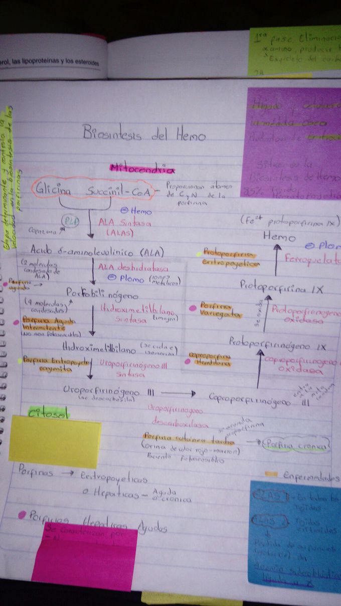 Biosintesis del Hemo - MEDizzy