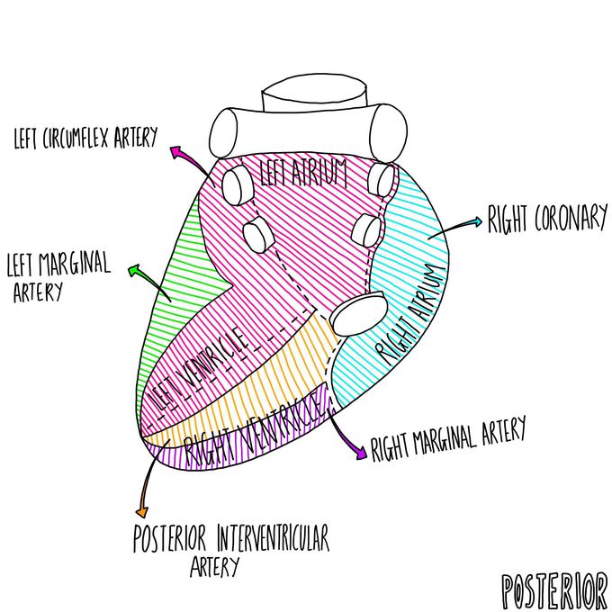 Coronary Artery Territories - Posterior - MEDizzy