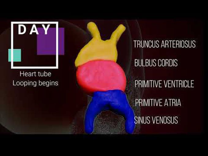 Cardiac Looping: Animation
