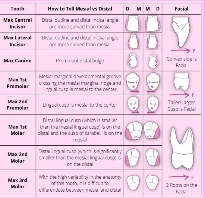 Teeth Anatomy II
