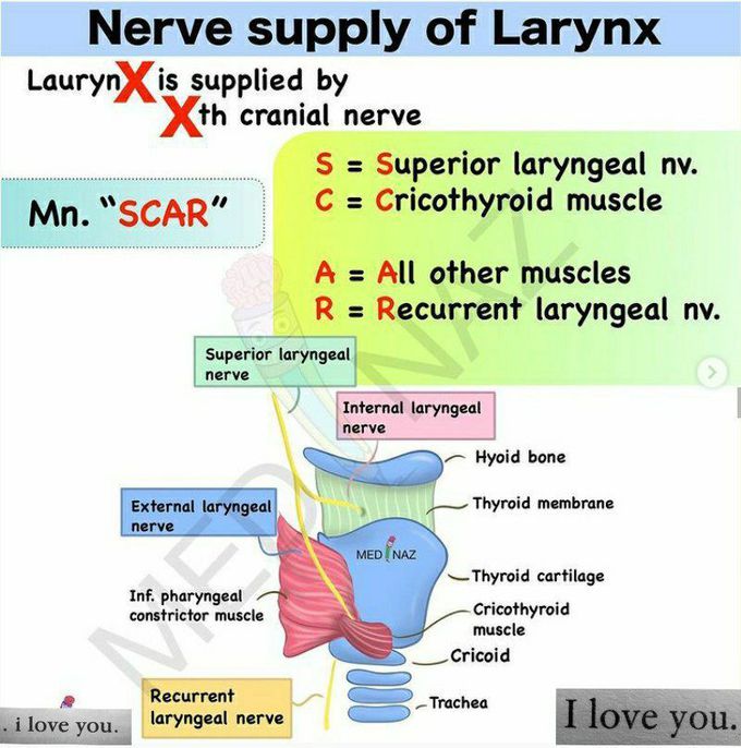 Nerve supply to Larynx 😍