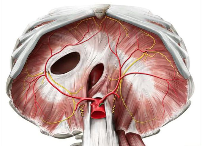 Identify and tell originn and insertion of muscle