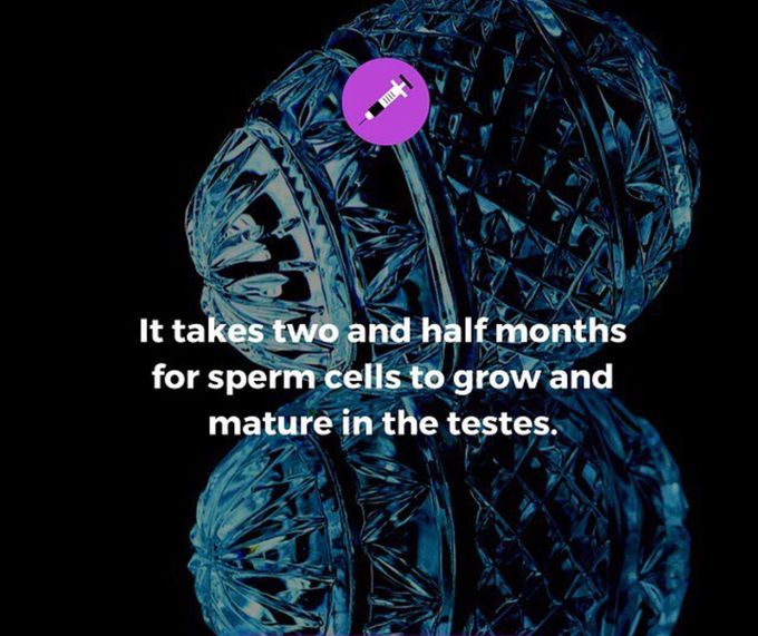 Sperm , Spermatogenesis , spermatozoa 👌