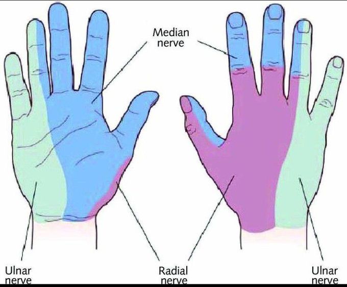 Sensory innervations in the hand