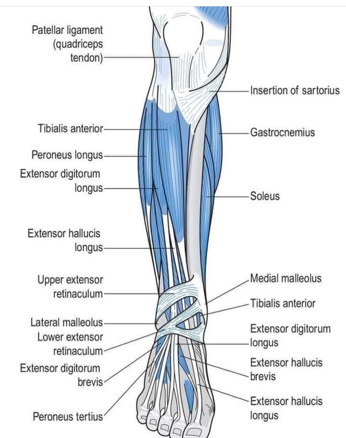 Muscles of the Leg