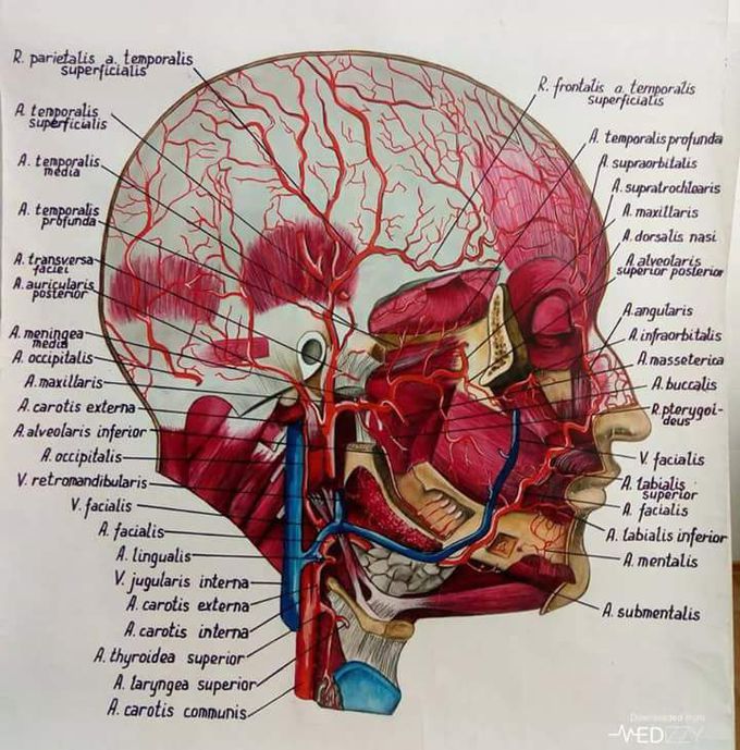 Arteries of Skulls