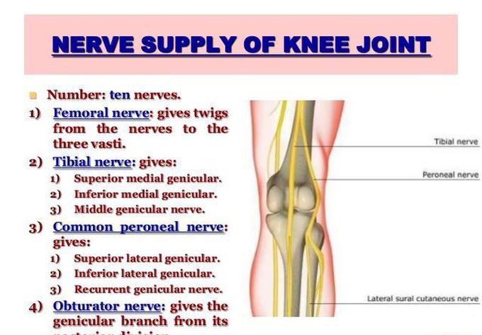 This is how nerve supply of knee joint looks like!