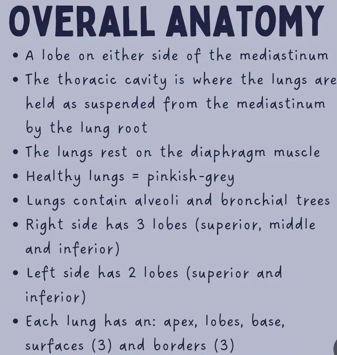 Lung Anatomy I