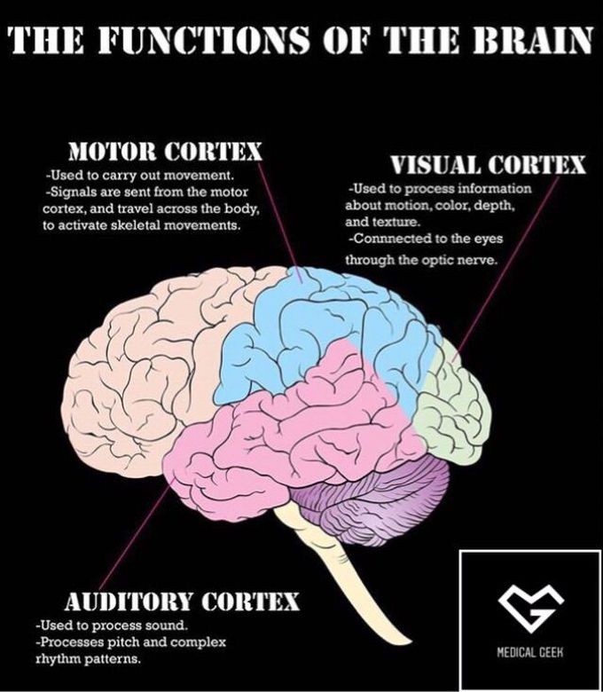 Brain 🧠