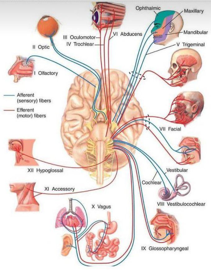 Cranial nerves