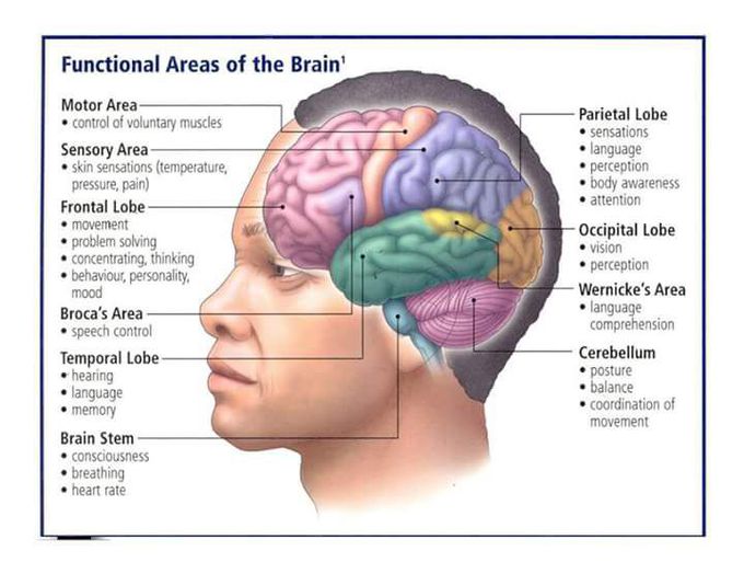 Functional area of Brain