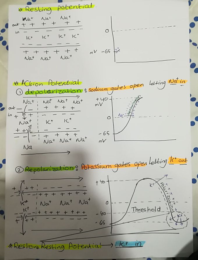 Physiology of neuron