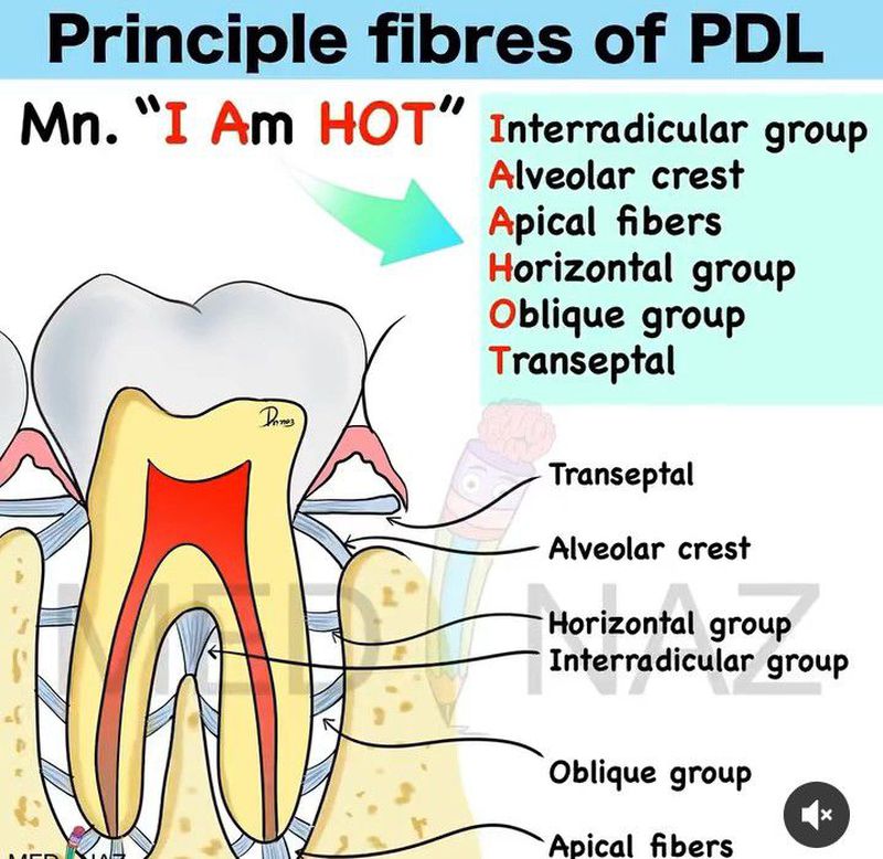 Different Types Of Pdl Fibres