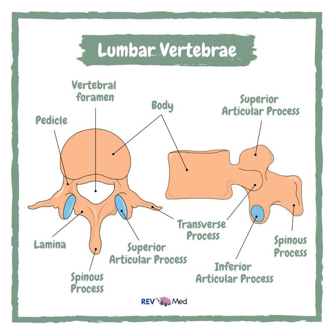 lumbar vertebrae diagram