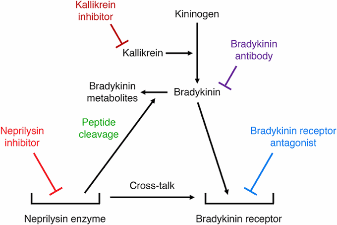 History of bradykinin.