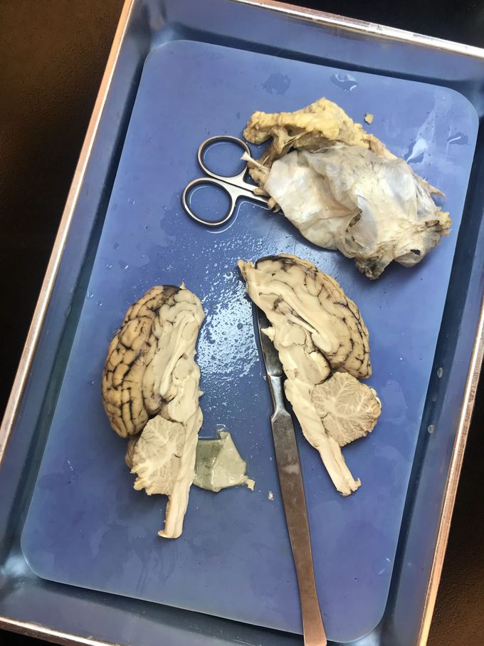 Guess which Animal’s Brain?!