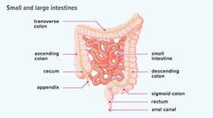 Anatomy of small intestine