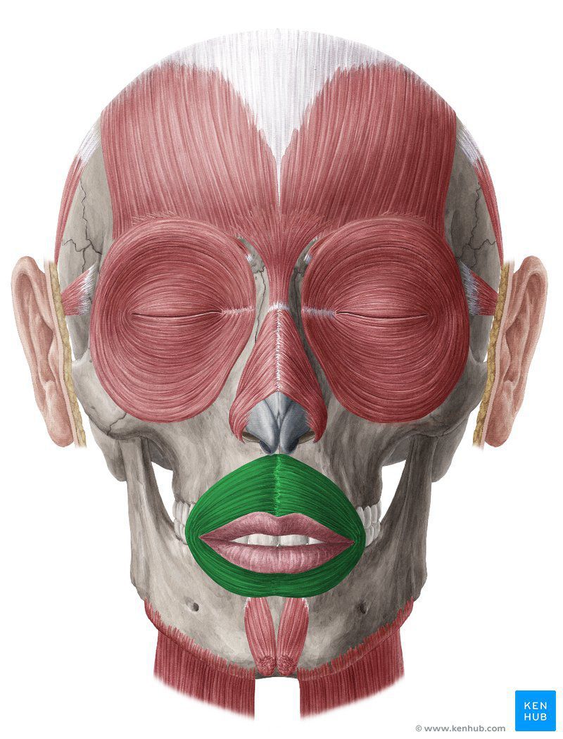 Orbicularis oris MEDizzy