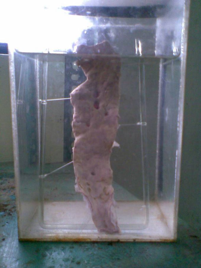 Specimen ????