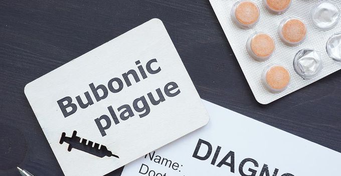 Treatment for Bubonic plague
