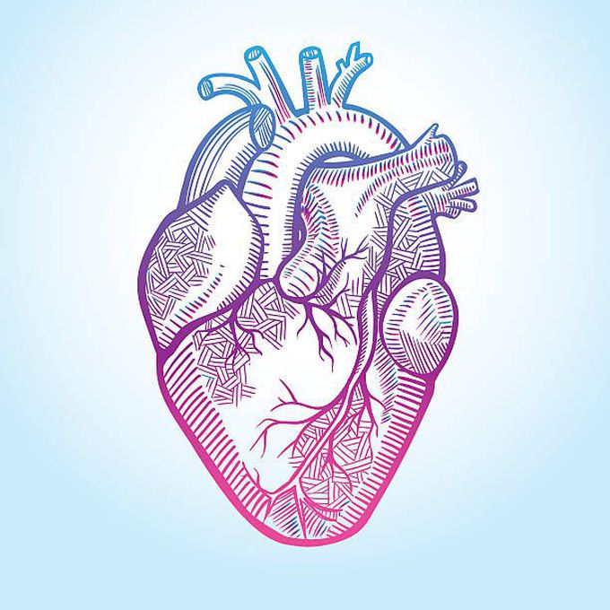 Heart