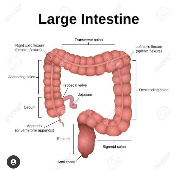 Anatomy of large intestine - MEDizzy