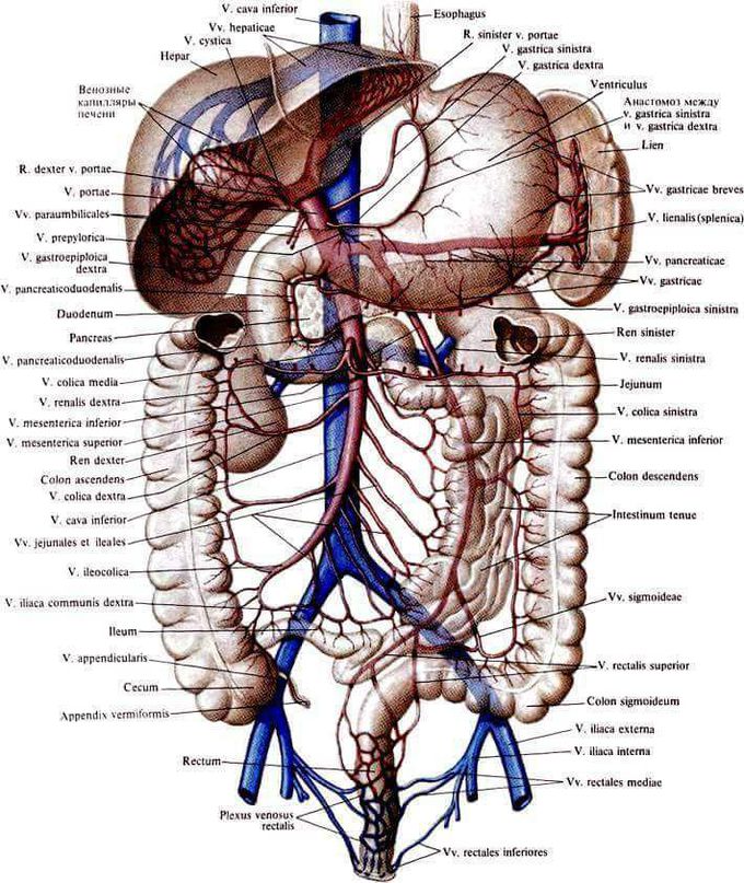 Abdominopelvis area - MEDizzy