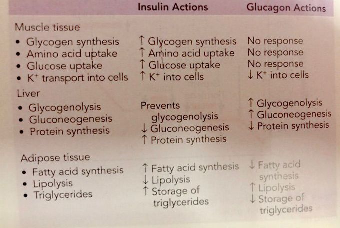 Comparison of metabolic functions of insulin and glucagon