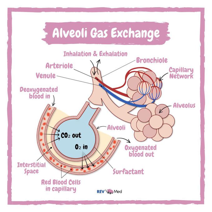 Alveoli Gas Exchange