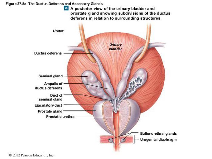 Posterior View Of Urinary Bladder And Prostate Gland Medizzy 2970
