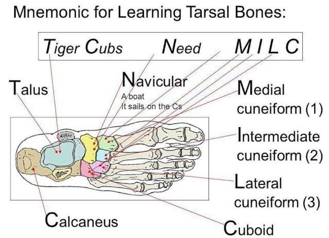 Tarsals - MEDizzy