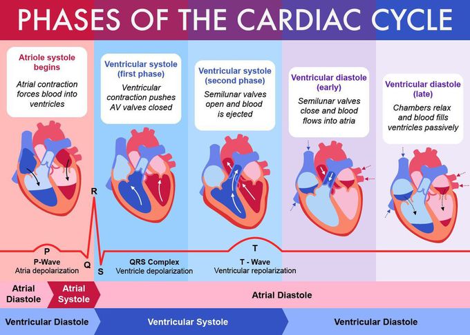 Circulatory system of the heart