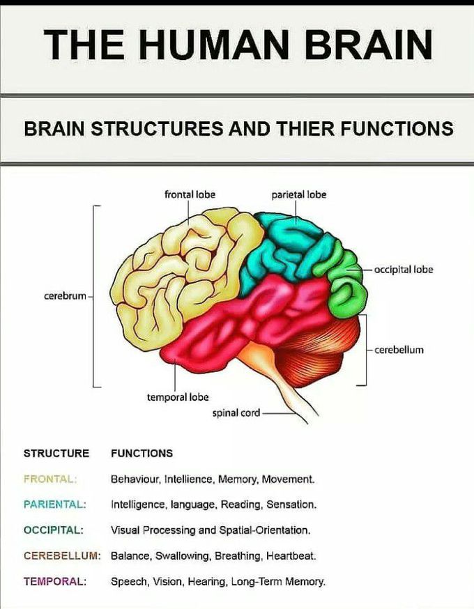 Human Brain