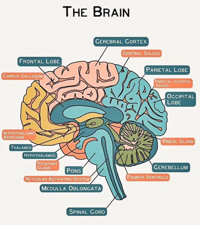 Brain Anatomy