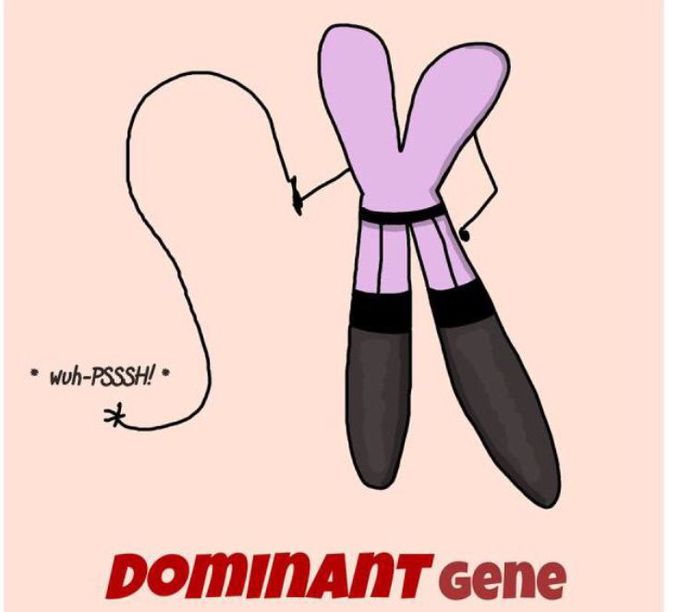 X-chromosome (THE DOMINANT GENE)