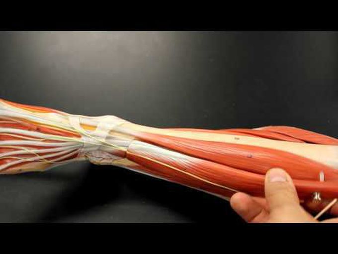Anatomical Model of the Anterior Compartment of the Leg.