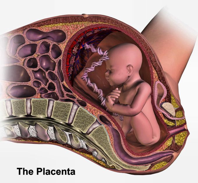 Placenta