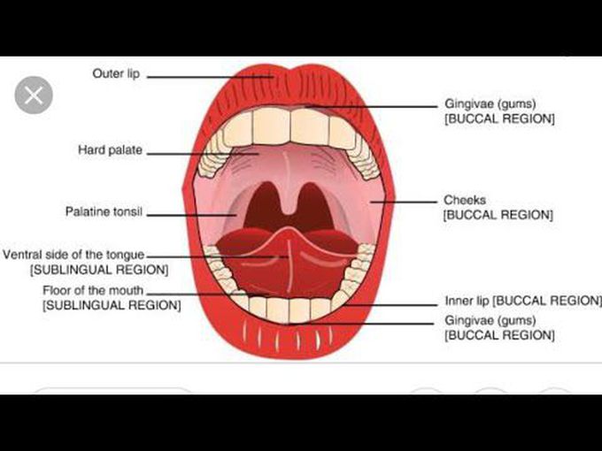 Brief explanation of sublingual route of drug administration
