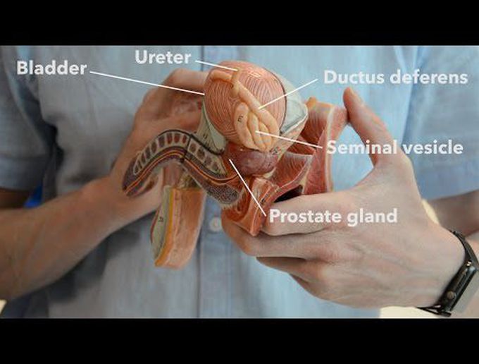 Male reproductive system - the path of ejaculation
