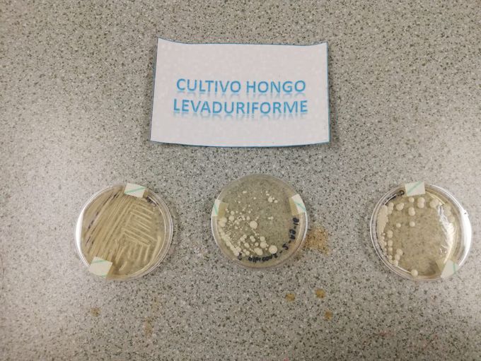 Hongo levaduriforme