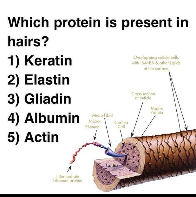 Which protein is present in hairs?