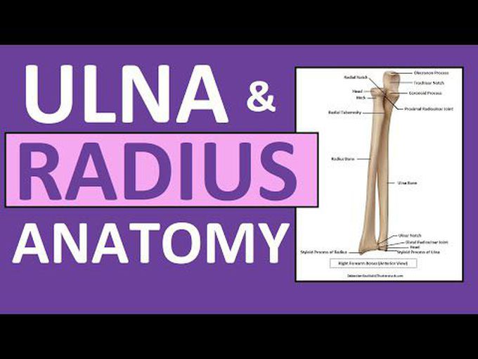 Osteology of Radius and Ulna