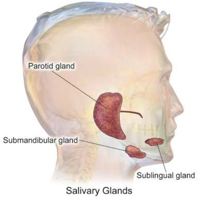 Major Salivary glands