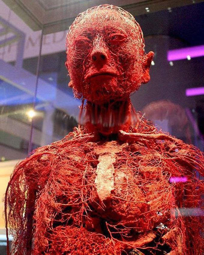 Blood vessels in upper body