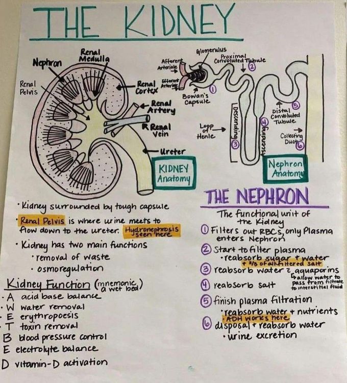 The Kidney - Medizzy