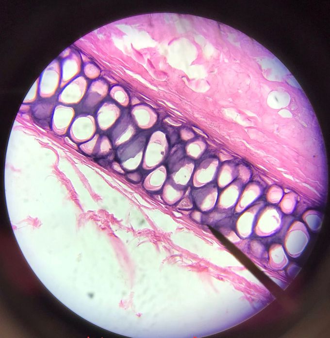 Elastic cartilage under a microscope