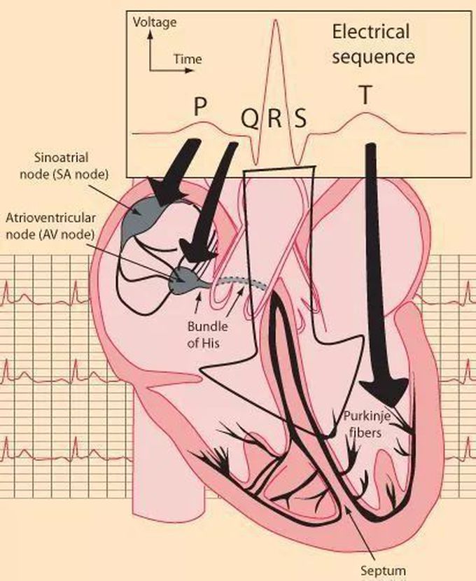 Heart electical system