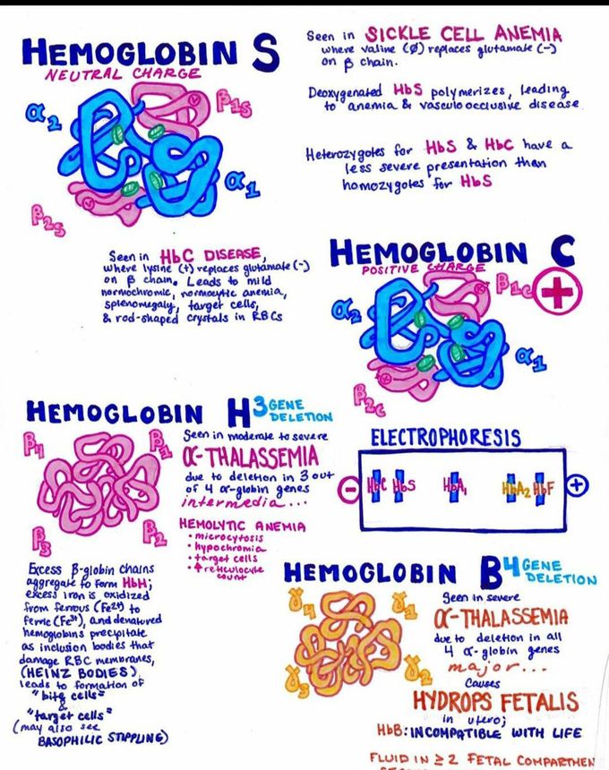 Haemoglobin