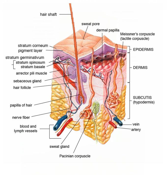 Cross Section of Human Skin..