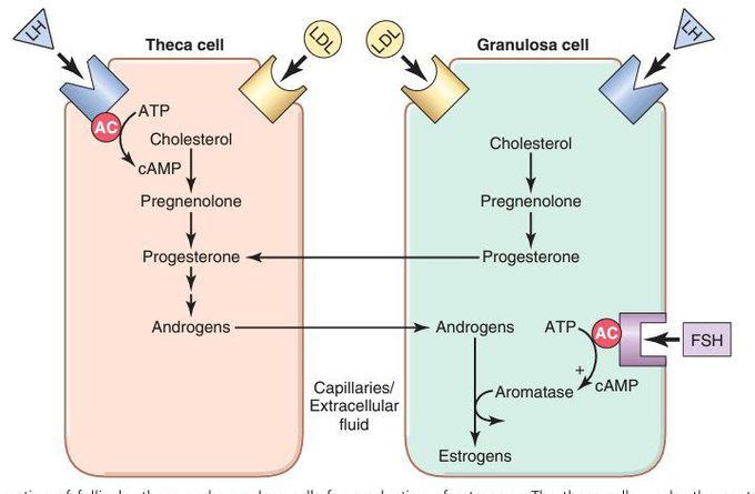 Theca and granulosa cells